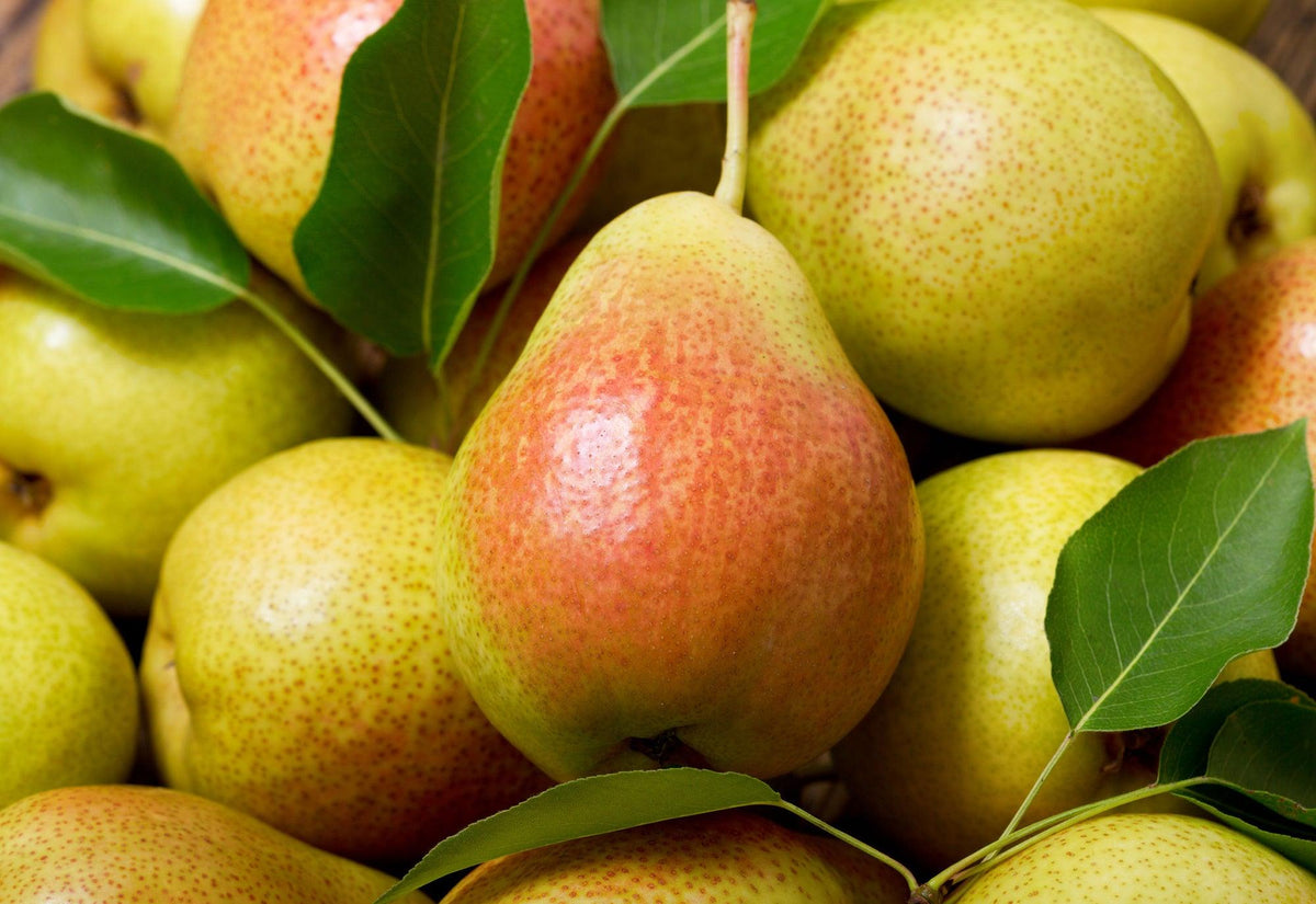 Pear Aromas - LOMA RETAIL